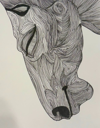 Contour study by artist Gayathri Duriseti